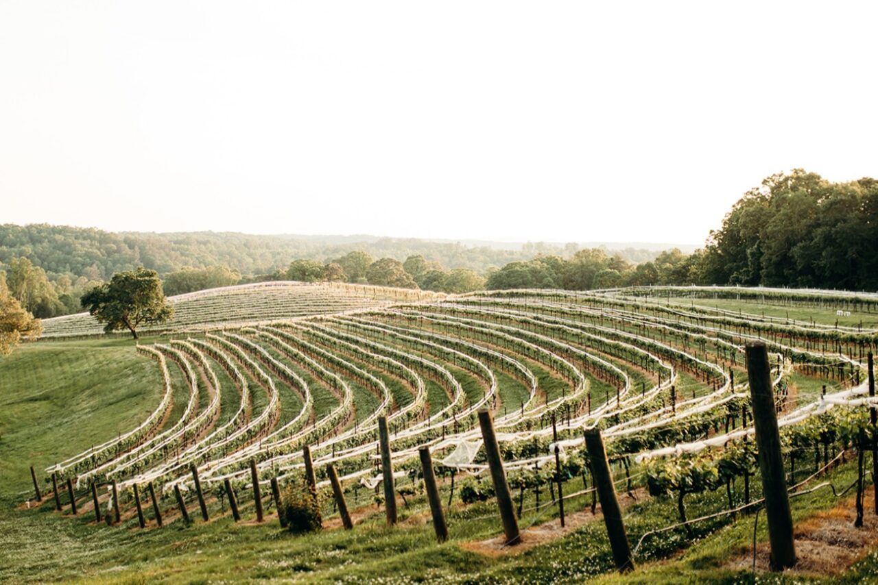 Montaluce Winery Estates Vineyard