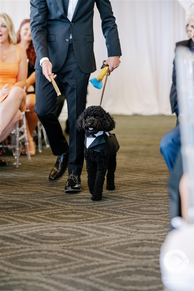 dog walking down the aisle with groomsmen, pets in weddings