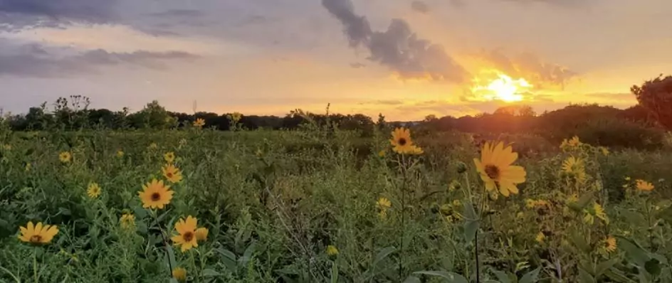 a sunflower in a field during a sunset