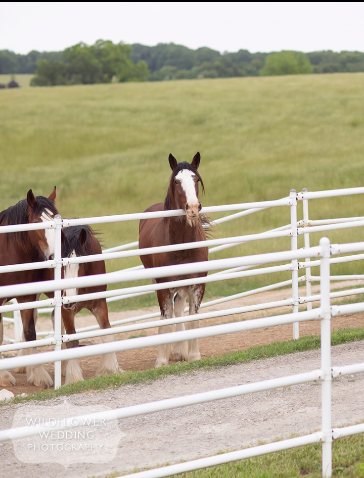 Clydesdale Horses, Coopers Ridge,