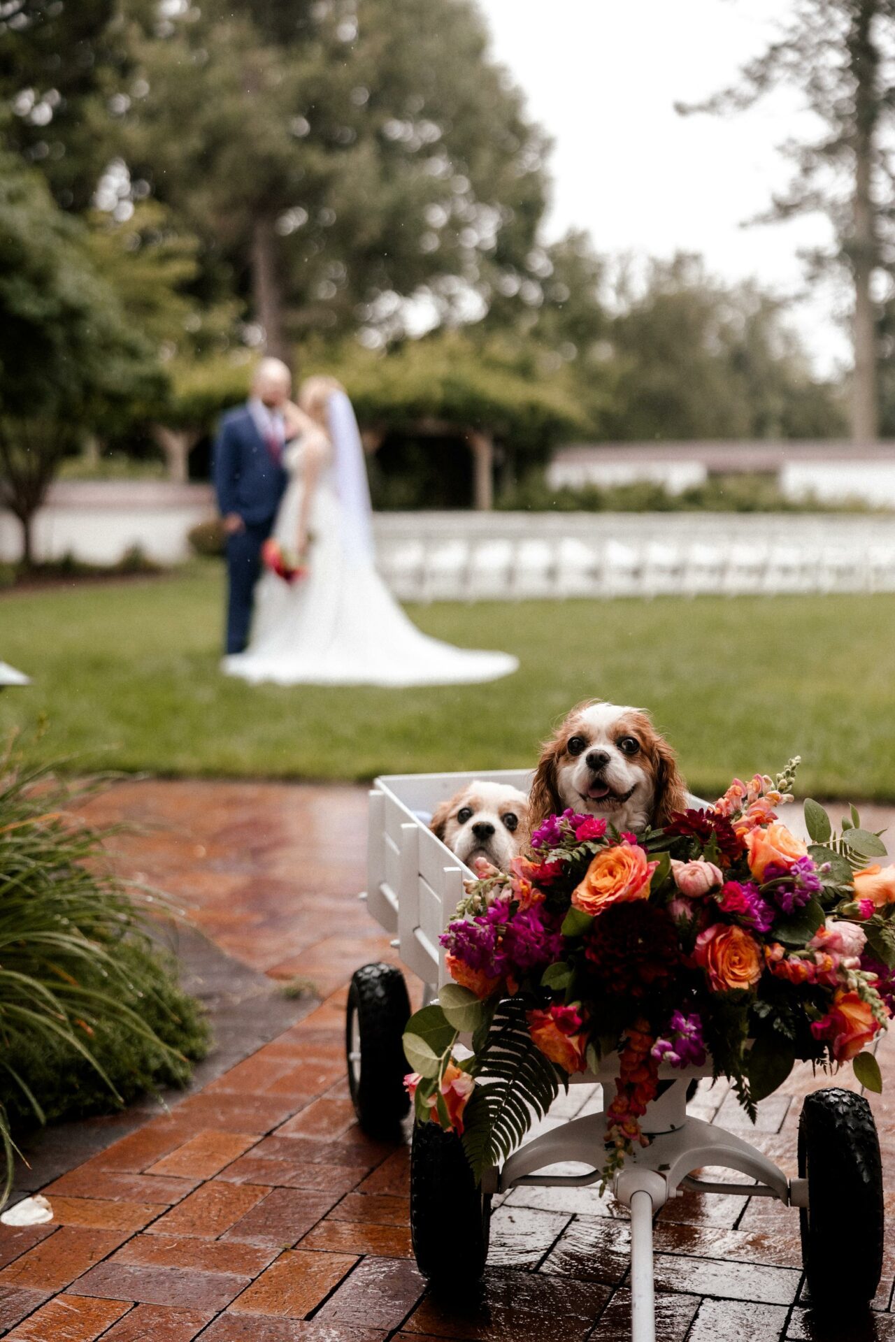 Bride Groom and Dog Photography by Tiarrah Sova