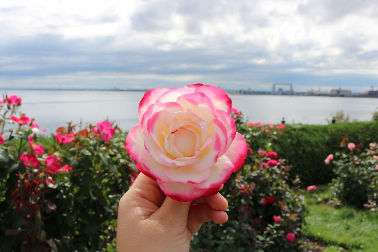 Duluth Rose Garden