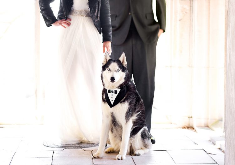 Include Your Pets in Your Wedding
