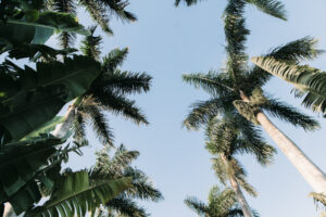 Beautiful Tropical Palms at Grace River Island Resort Wedding Venue in Fort Myers