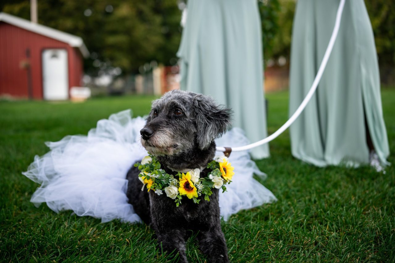 ways to include your pet in your wedding