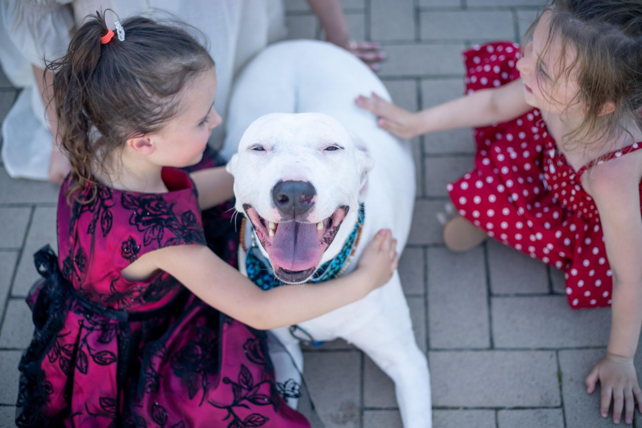 ways to include your pet in your wedding