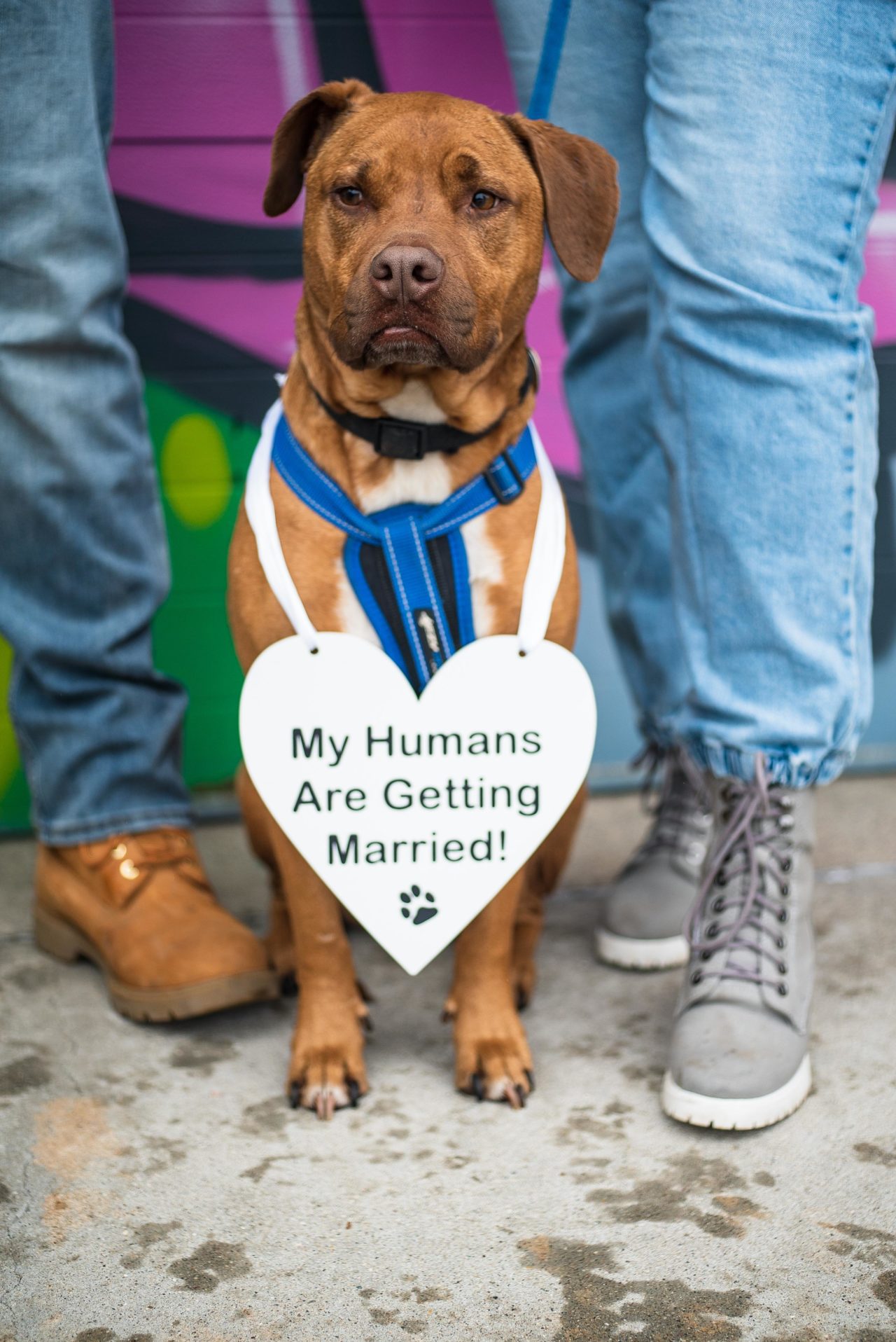 ways to include your pet in your wedding