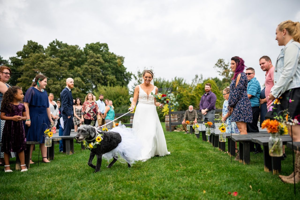 ways to include your pet in your wedding furry friends