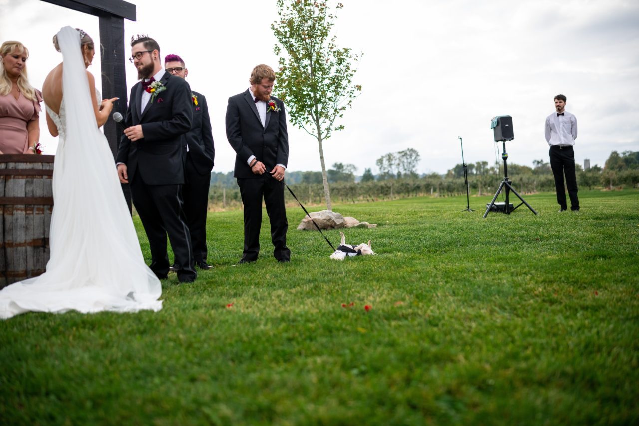 ways to include your pet in your wedding