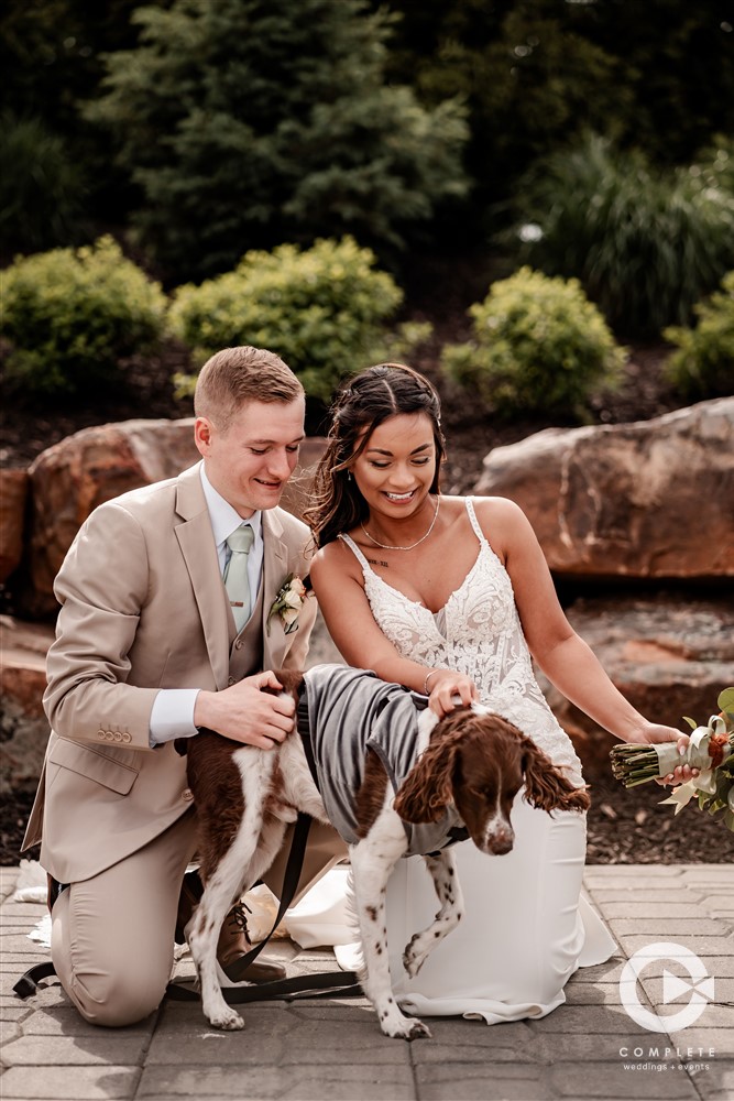 dogs in wedding