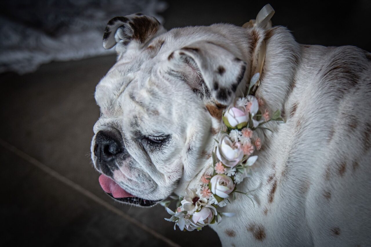 Wedding Bulldog