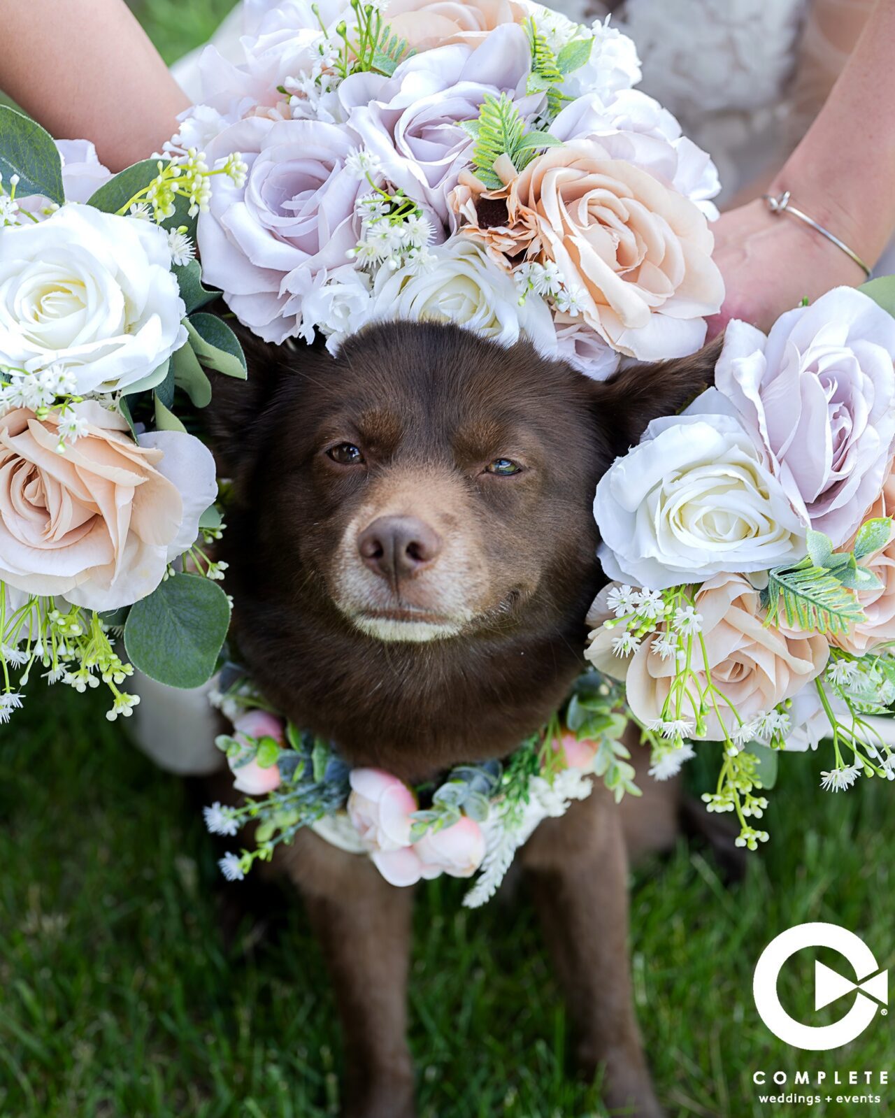 Kansas Dog Wedding Photography