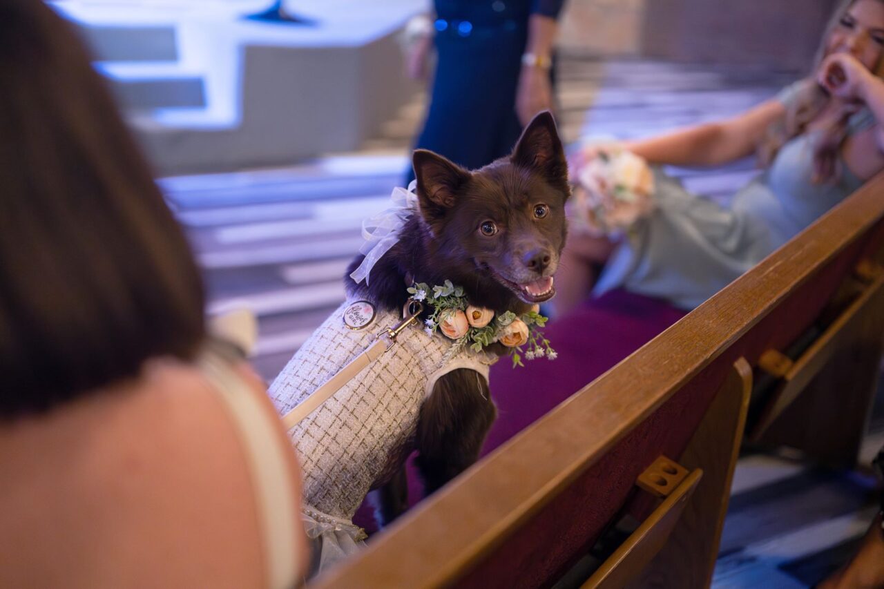 Dog Flower Girl Photography