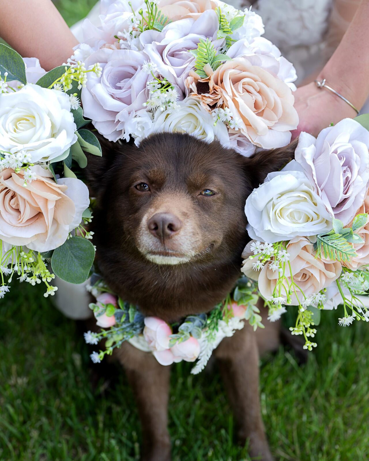 Dog Flower Girl Photography