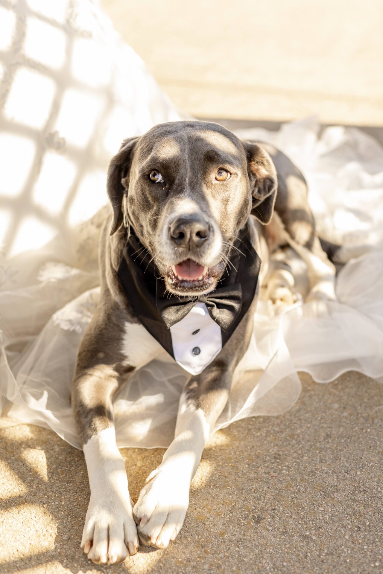 Dog Ring Bearer Photography