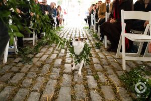 Lauxmont Farms weddings, wedding dogs, dog ring bearers, pets at weddings