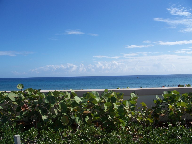 Ocean beyond retainer wall with sea grapes