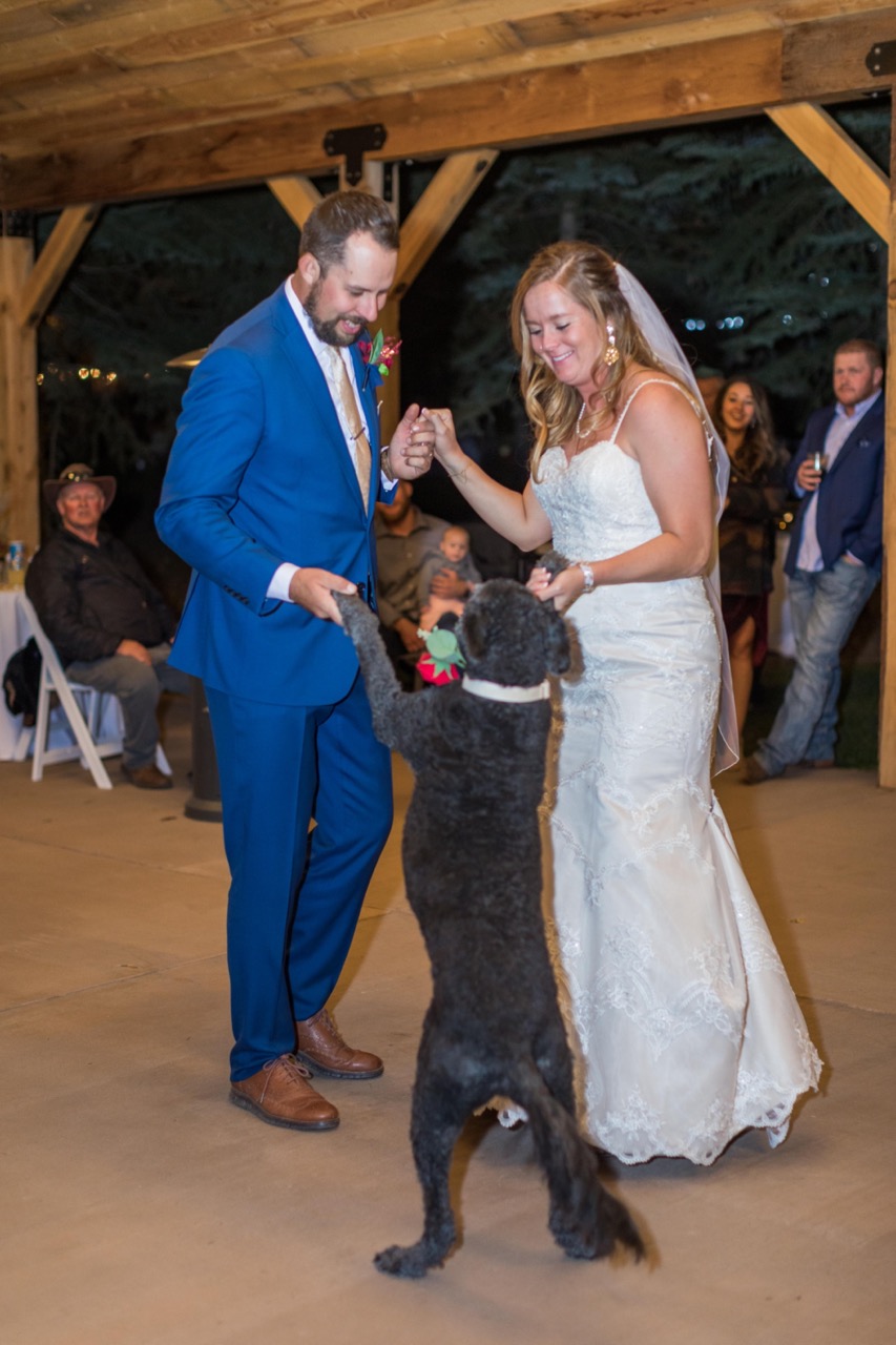 dog at wedding reception