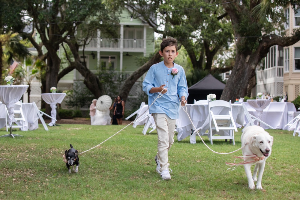 dogs walking down the aisle during wedding ceremony