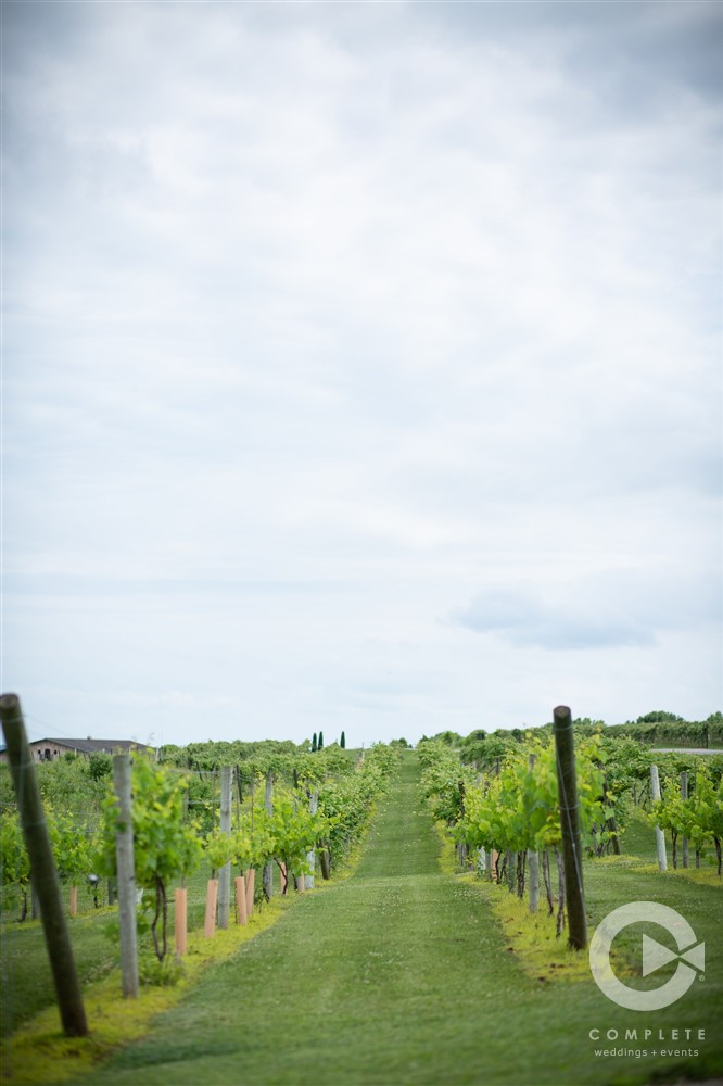Belle Terre, Vineyard, Wine, Greenery