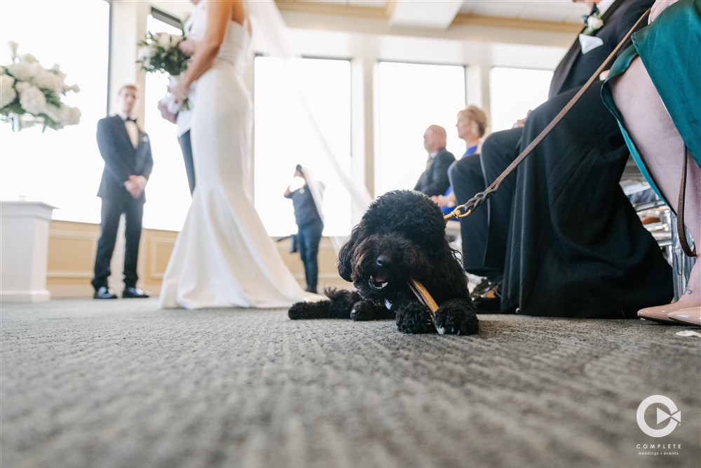 dog during the ceremony
