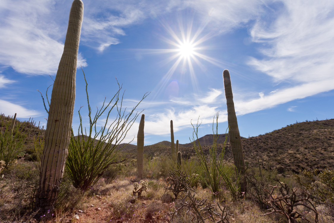 How to Plan a Beautiful Arizona Summer Wedding