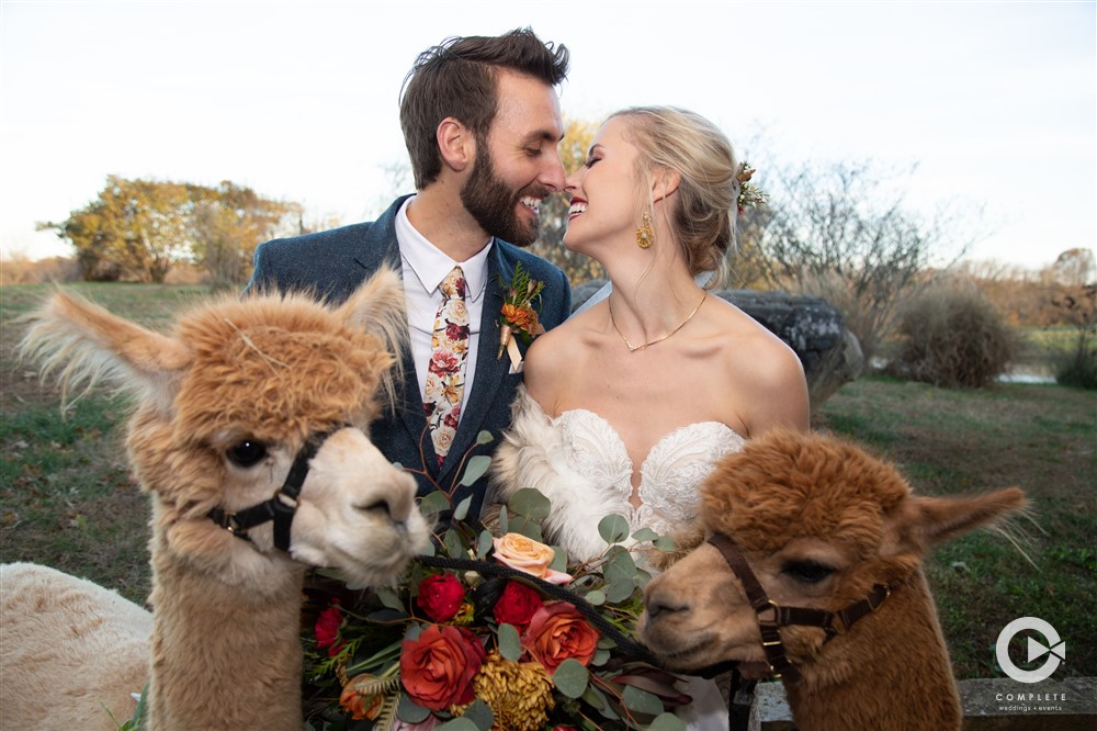 Olivia and Steven, Blue Sky Vineyards, Wedding Photographer Henry Muench, Complete Weddings + Events,alpacas. llamas