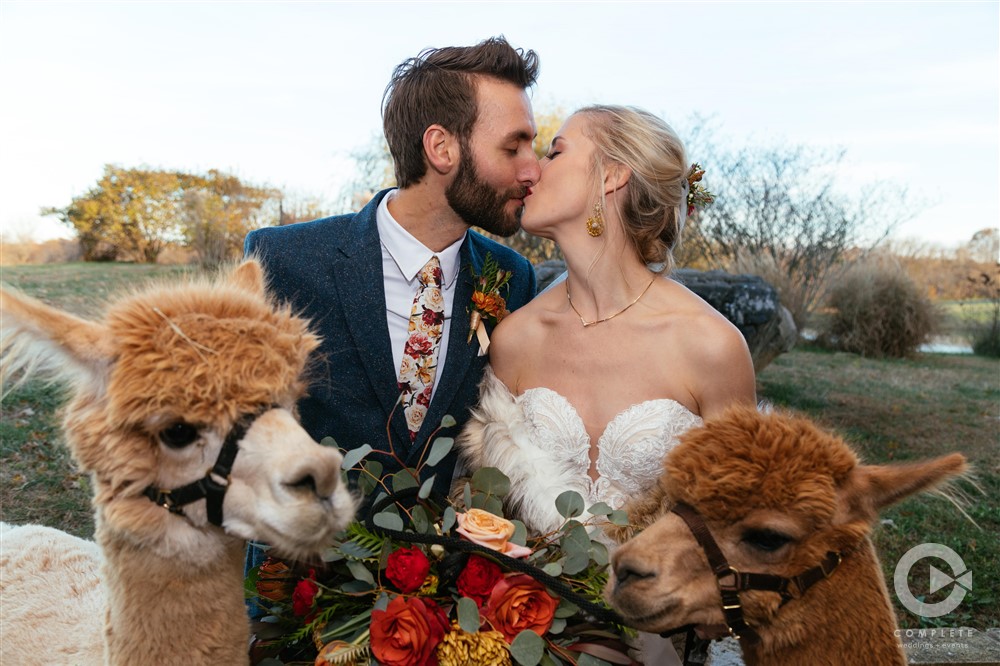 Alpaca Online Wedding